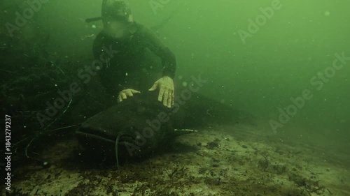 A diver gently strokes a wels catfish resting on the bottom. Often feared, this mysterious freshwater fish shows calm and docile behavior, accepting human contact underwater.