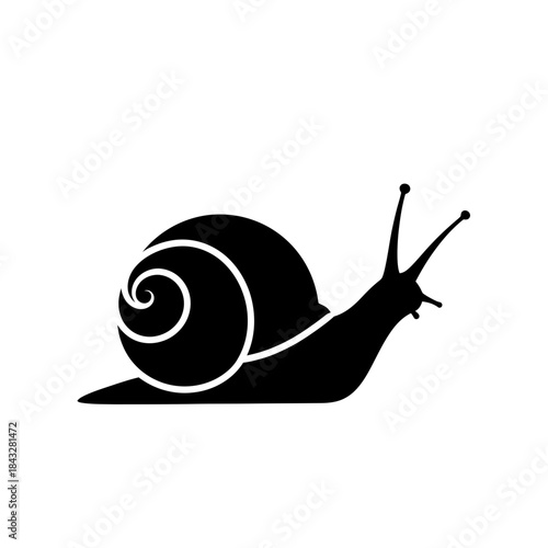 snail on a white background