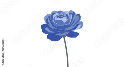 A truly beautiful and elegant illustration of a single blue ranunculus flower with a delicate green stem isolated on a clean white background.