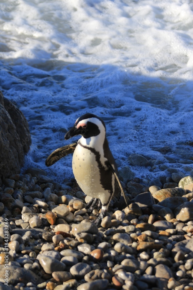 Fototapeta premium Coastal Wanderer: An African Penguin Navigating a Rocky Shoreline