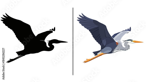 Heron in flight with black silhouette and detailed colorful illustration, isolated on white background, long-legged bird