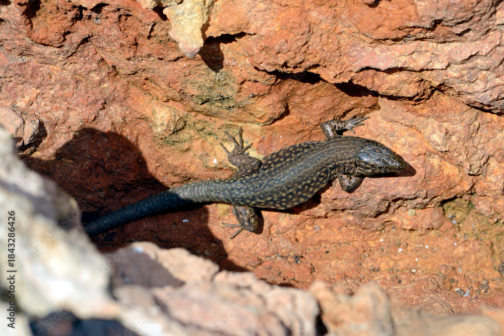 Fototapeta premium Lilford's wall lizard // Baleareneidechse (Podarcis lilfordi codrellensis) - Escull de Binicodrell, Menorca, Spain