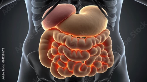 Wallpaper Mural Anatomical animation of the human digestive system showing stomach intestines and liver in a transparent body outline with glowing internal organs Torontodigital.ca