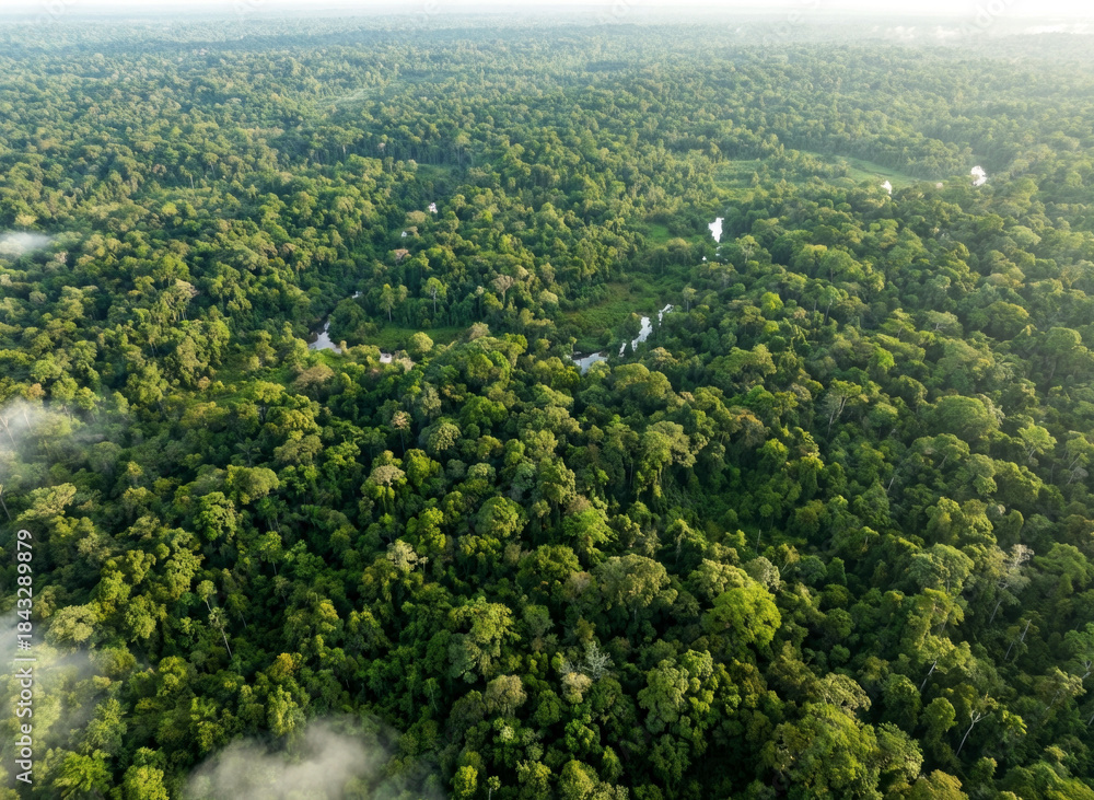 Obraz premium Serene Misty Tropical Rainforest Landscape