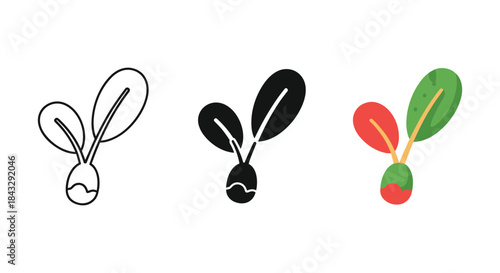 Radish seedling illustration set