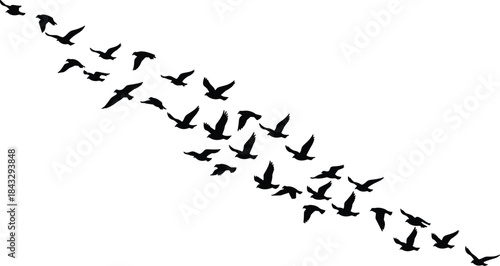 Black Silhouette Vector of a Flock of Birds Flying in V-Formation or Diagonal Line – Nature, Migration, and Freedom Concept Isolated on White
