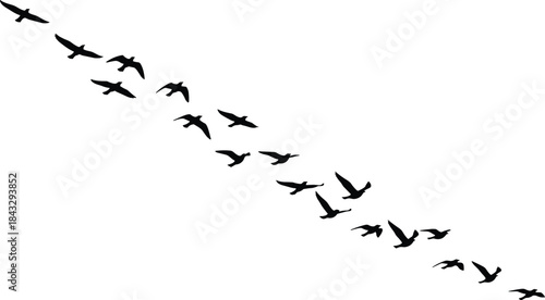 Black Silhouette Vector of a Diagonal Line of Birds Flying in Formation or Scattered – Nature, Freedom, and Wildlife Migration Graphic Isolated on White