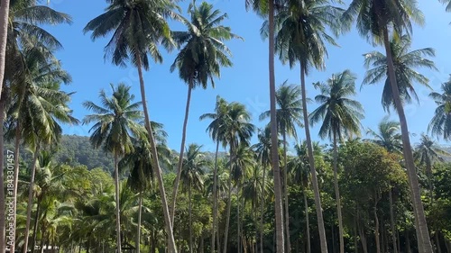 Wallpaper Mural Palm trees in Mu Ko Lanta National Park Thailand with tropical jungle coastline and coastal nature scenery Torontodigital.ca