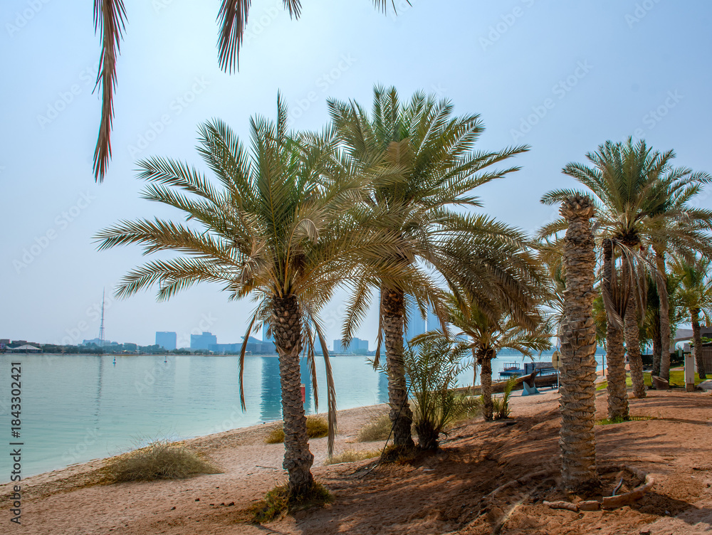 Obraz premium Sandy beach with several date palms trees in Abu Dhabi.jpg
