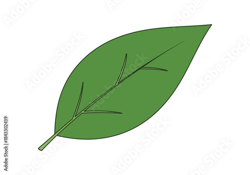 A simple green ovalshaped leaf with visible veins on a white background