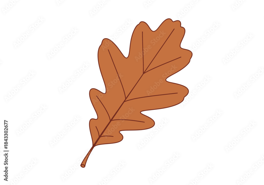Fototapeta premium Isolated brown oak leaf with visible veins on a white background