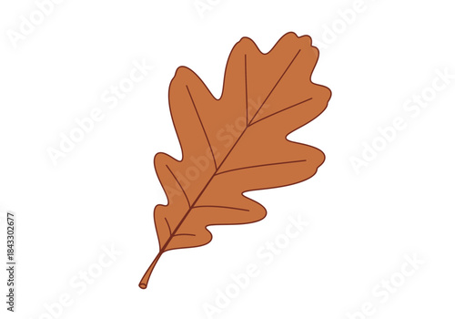 Isolated brown oak leaf with visible veins on a white background