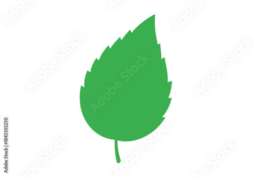 Solid green serrated leaf with a thin petiole on a white background
