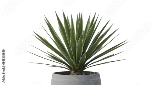 Yucca in Bloom: A close-up view of a vibrant yucca plant with its distinctive long, sharp leaves, showcasing the beauty of the natural world, isolated.