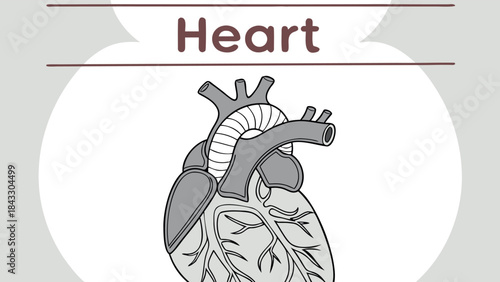 Anatomical Human Heart Diagram in Gray Scale