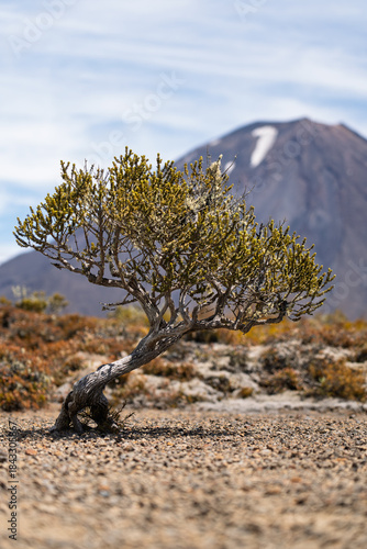 Native Dracophyllum Shrub on Volcanic Soil in Tongariro National Park New Zealand