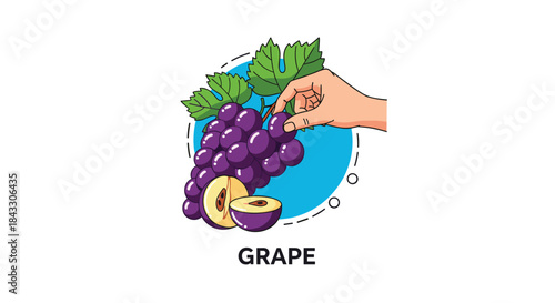 A hand picking a fresh purple grape from a lush bunch with leaves, representing harvesting or choosing healthy fruit.