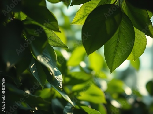Green leaves illuminated by sunlight, natural foliage background