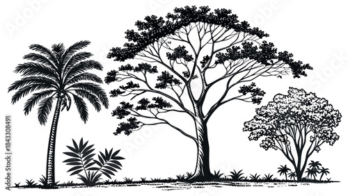 Black and White Hand-Drawn Tropical and African Tree Sketch