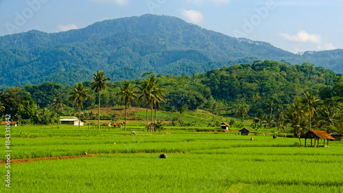 Fotografie Lush green rice paddies and terraced agricultural field with Mount Payung, Brebes, Indonesia and sky background during the day