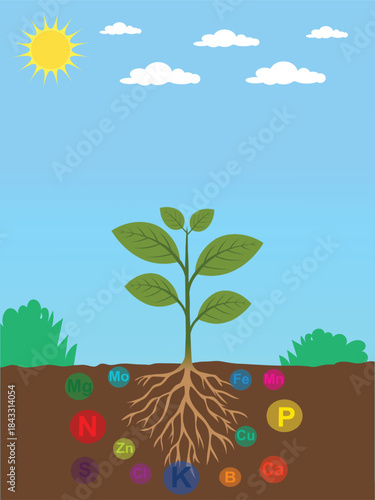 Plant and Root System with Essential Nutrient Elements (N, P, K, Mg, Fe, etc.)