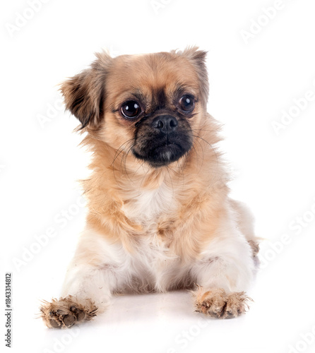 Slika na platnu Tibetan spaniel in studio