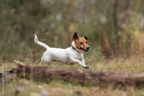 A Jack Russell terrier is actively running through a grassy field. The dog is outdoors in daylight and moving from left to right, tail up, over a fallen tree