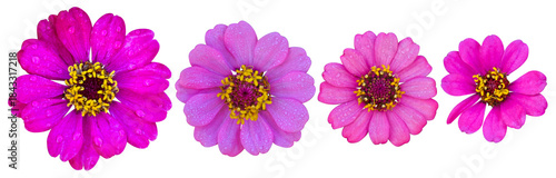 Set of pink zinnia flower isolated on transparent  background, Top view, flat lay, Summer flower concept.