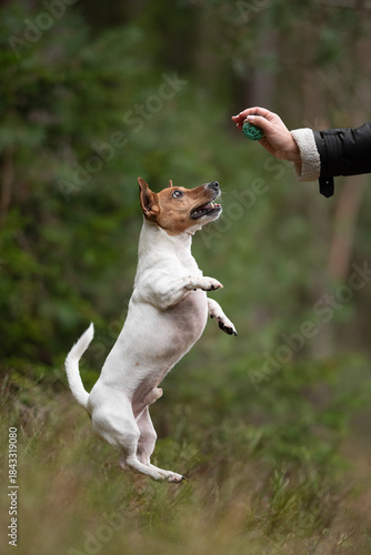 A white and tan Jack Russell Terrier leaps high to catch a green ball. An outstretched hand in a dark jacket holds the ball. Green trees form a blurred background