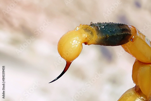 Stinger on the tail of the Palestinian yellow scorpion or Deathstalker, Leiurus quinquestriatus
