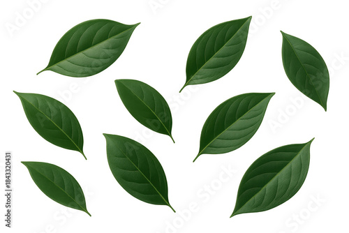 Fresh green leaves set with transparent background representing nature, growth, ecology, and natural ingredients