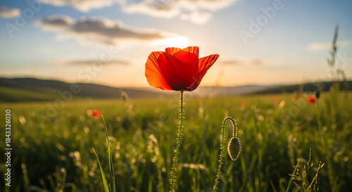 Fototapeta Naklejka Na Ścianę i Meble -  Vibrant red poppy blooms in a sun-drenched meadow at sunset, evoking peace and natural beauty.