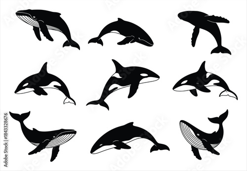 silhouette of a diverse collection of whale and dolphin