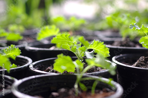 green plant in a greenhouse, Black pots of young curly kale plants stand upright in fertile soil, healthy green leaves close up selective focus blur background