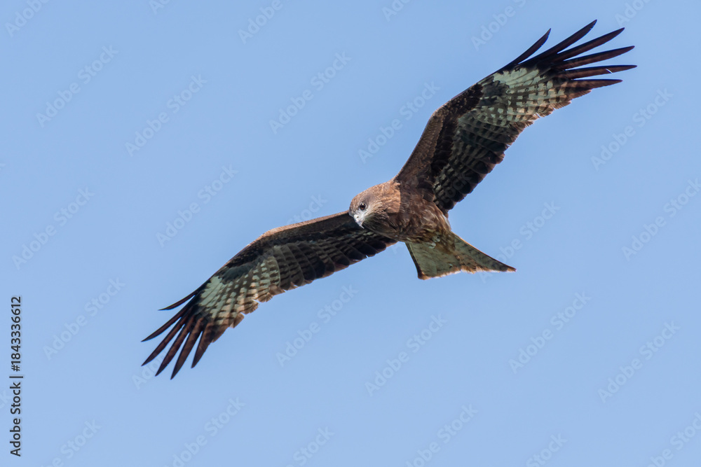 Fototapeta premium Falcon in flight