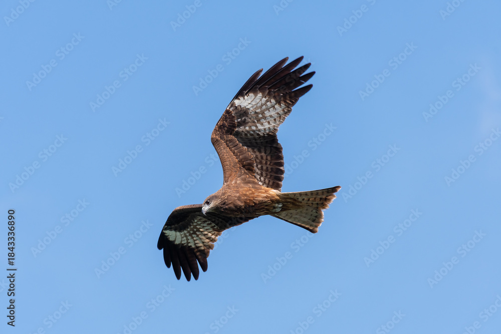 Fototapeta premium Falcon in flight