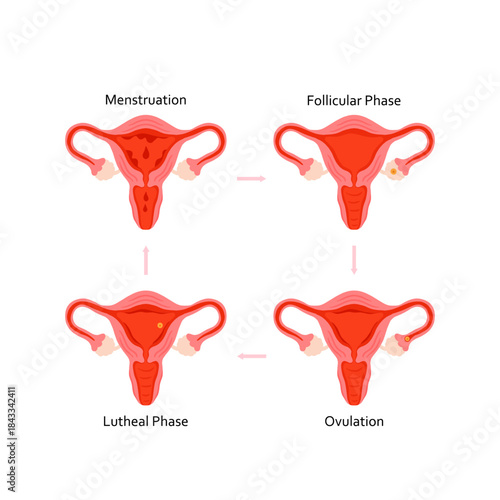 Menstrual cycle educational diagram with phases illustration. Menstruation, follicular phase, ovulation, luteal phase anatomy infographic for womens health, fertility tracking and medical education.