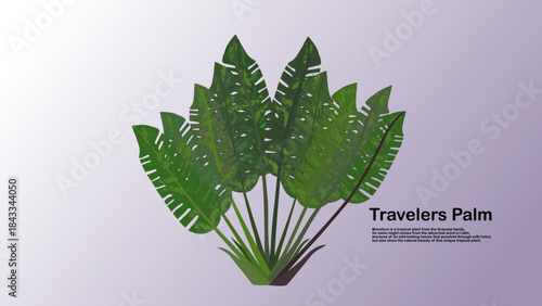 traveler palm leaf 