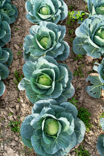 Green cabbage crop growing in agricultural field. Cabbage farming.