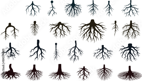 Set of 26 vector root system silhouettes, diverse plant root illustrations for botany, gardening, ecology, and environmental design projects.