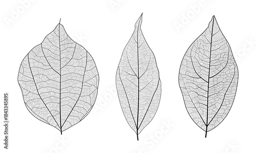 Leaf vein cell skeleton texture abstract background set with close up plant leaf cells structure pattern vector illustration. Macro leaf vein skeleton organic lattice natural foliage texture.