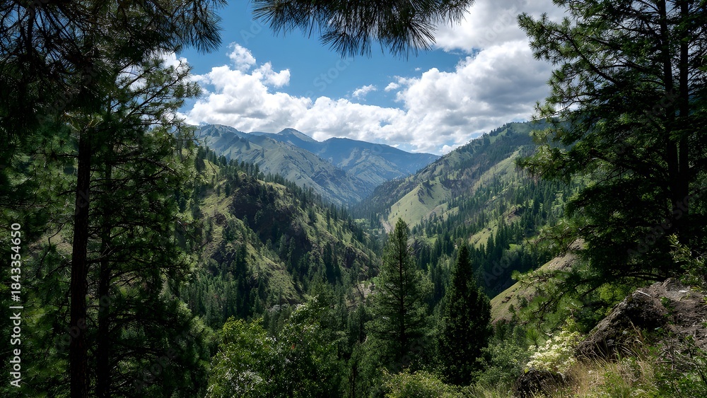 Obraz premium Serene wilderness view: expansive mountain scenery enveloped by thick coniferous woods