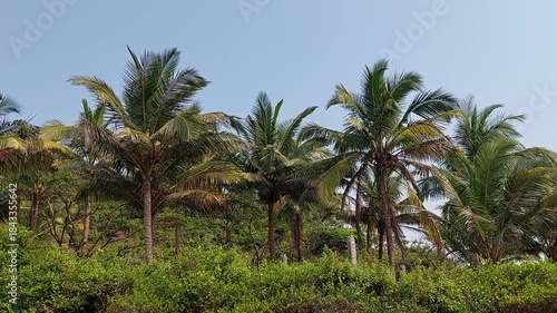 Wallpaper Mural Row of coconut palms in jungle against blue sky Torontodigital.ca