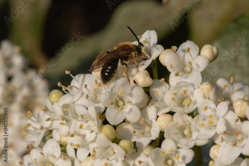 Wallpaper Mural A bee delicately positioned on a cluster of small white flowers, showcasing nature's intricate details with precision Torontodigital.ca