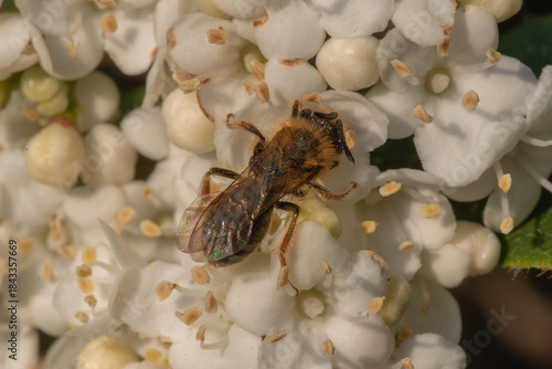 Wallpaper Mural A bee amidst white flower blossoms, highlighting the insect's intricate details and its interaction with the floral environment Torontodigital.ca