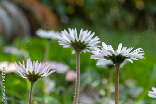 Wallpaper Mural Close-up photograph of several daisies in a natural setting, capturing their delicate beauty with a shallow depth of field Torontodigital.ca