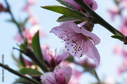 Wallpaper Mural Delicate peach blossoms against a blurred background of a light blue sky, creating a serene and natural aesthetic Torontodigital.ca