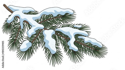 Snowy Pine Tree Branch Isolated on White