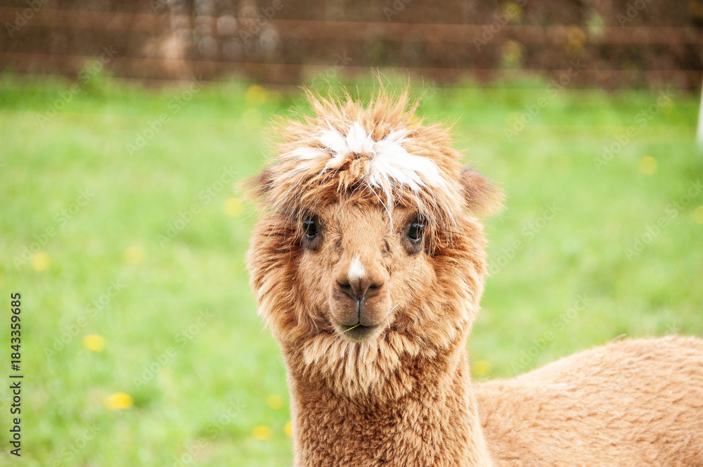 Obraz premium alpaka tier natur lama porträt nah
