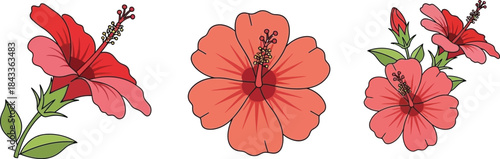 A colorful collection of hibiscus flowers and buds displayed in a simple botanical illustration